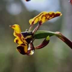 Diuris pardina (Leopard Doubletail) at Stromlo, ACT - 13 Sep 2021 by RobG1