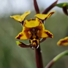 Diuris pardina at Stromlo, ACT - 13 Sep 2021