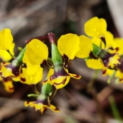 Diuris pardina at Stromlo, ACT - 13 Sep 2021