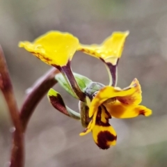 Diuris pardina at Stromlo, ACT - 13 Sep 2021