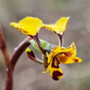 Diuris pardina at Stromlo, ACT - 13 Sep 2021