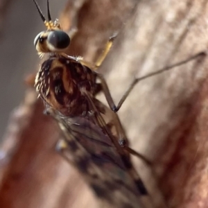 Sylvicola dubius at Murrumbateman, NSW - 13 Sep 2021