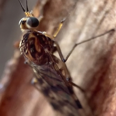 Sylvicola dubius (Wood-gnat) at Murrumbateman, NSW - 13 Sep 2021 by SimoneC