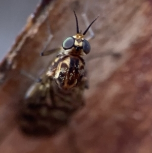 Sylvicola dubius at Murrumbateman, NSW - 13 Sep 2021