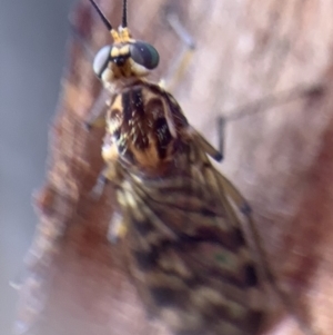 Sylvicola dubius at Murrumbateman, NSW - 13 Sep 2021