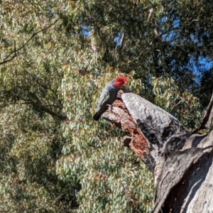 Callocephalon fimbriatum at Garran, ACT - suppressed