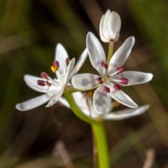 Wurmbea dioica subsp. dioica (Early Nancy) at Mount Majura - 11 Sep 2021 by Boagshoags