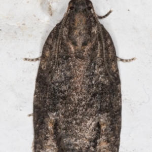 Thrincophora inconcisana at Melba, ACT - 7 Sep 2021 10:58 PM