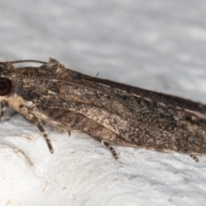 Thrincophora inconcisana at Melba, ACT - 7 Sep 2021 10:58 PM