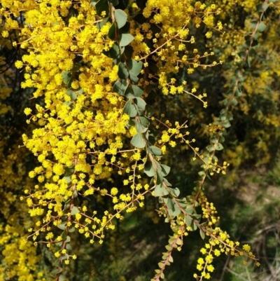 Acacia pravissima (Wedge-leaved Wattle, Ovens Wattle) at Cook, ACT - 9 Sep 2021 by drakes