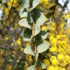 Acacia pravissima at Cook, ACT - 9 Sep 2021 09:42 AM