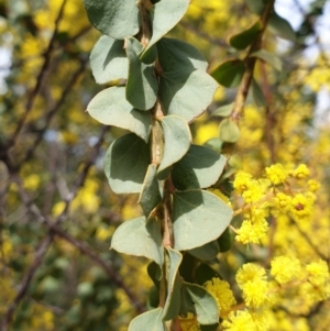 Acacia pravissima at Cook, ACT - 9 Sep 2021