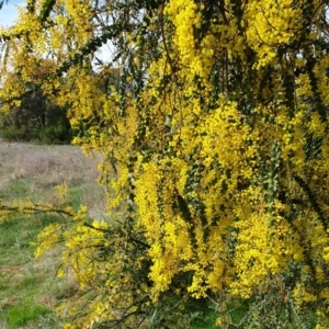 Acacia pravissima at Cook, ACT - 9 Sep 2021 09:42 AM