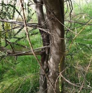 Acacia pravissima at Cook, ACT - 9 Sep 2021 09:42 AM