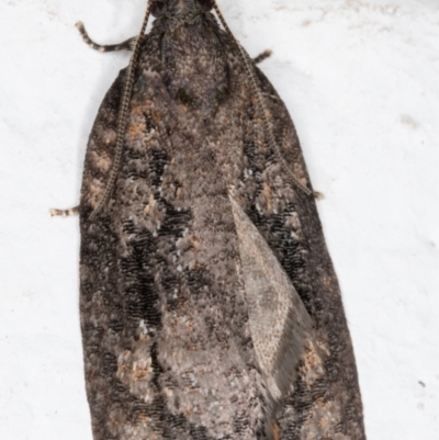 Acropolitis excelsa (A Tortricid moth) at Melba, ACT - 7 Sep 2021 by kasiaaus