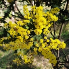 Acacia pravissima (Wedge-leaved Wattle, Ovens Wattle) at Cook, ACT - 10 Sep 2021 by drakes