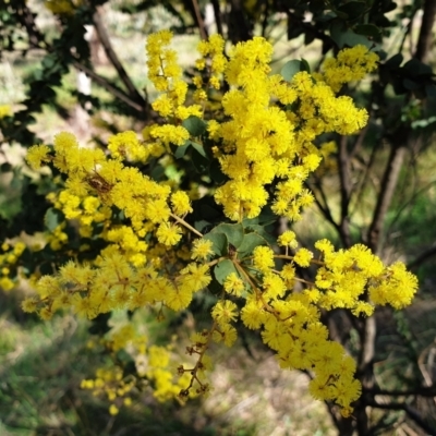 Acacia pravissima (Wedge-leaved Wattle, Ovens Wattle) at Cook, ACT - 9 Sep 2021 by drakes