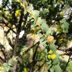 Acacia pravissima at Cook, ACT - 10 Sep 2021