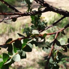 Acacia pravissima at Cook, ACT - 10 Sep 2021