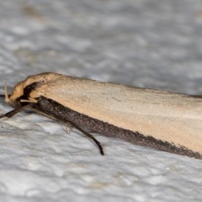 Philobota mathematica group undescribed species. (A concealer moth) at Melba, ACT - 8 Sep 2021 by kasiaaus