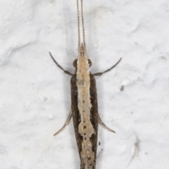Plutella xylostella (Diamondback Moth) at Melba, ACT - 7 Sep 2021 by kasiaaus