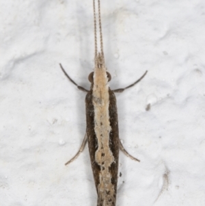 Plutella xylostella at Melba, ACT - 8 Sep 2021 12:04 AM