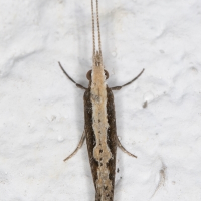 Plutella xylostella (Diamondback Moth) at Melba, ACT - 8 Sep 2021 by kasiaaus