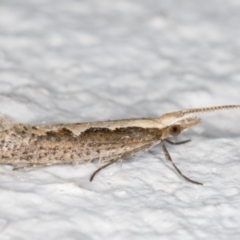 Plutella xylostella at Melba, ACT - 8 Sep 2021