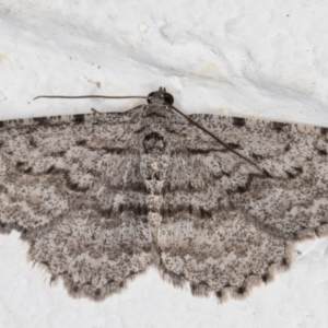 Psilosticha absorpta at Melba, ACT - 9 Sep 2021 11:47 PM