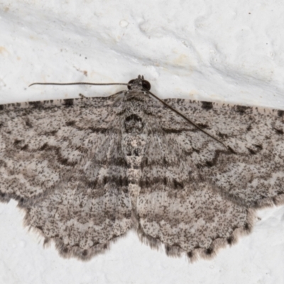 Psilosticha absorpta (Fine-waved Bark Moth) at Melba, ACT - 9 Sep 2021 by kasiaaus