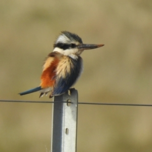 Todiramphus pyrrhopygius at Pialligo, ACT - 14 Sep 2021