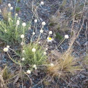 Leucochrysum albicans subsp. tricolor at Theodore, ACT - 10 Sep 2021