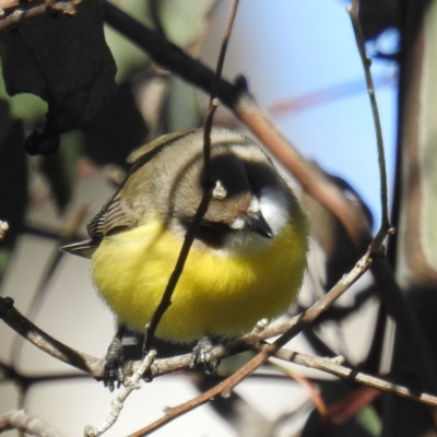 Gerygone olivacea (White-throated Gerygone) at Stromlo, ACT - 14 Sep 2021 by HelenCross