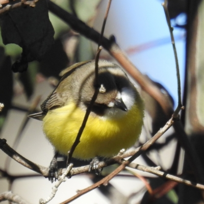 Gerygone olivacea (White-throated Gerygone) at Lions Youth Haven - Westwood Farm A.C.T. - 13 Sep 2021 by HelenCross