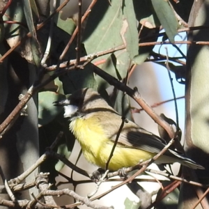 Gerygone olivacea at Stromlo, ACT - 14 Sep 2021