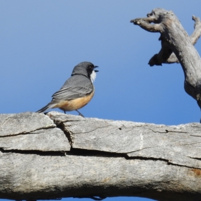 Pachycephala rufiventris (Rufous Whistler) at Stromlo, ACT - 14 Sep 2021 by HelenCross