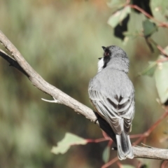 Pachycephala rufiventris at Stromlo, ACT - 14 Sep 2021