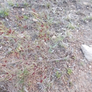 Dodonaea viscosa at Theodore, ACT - 10 Sep 2021 05:30 PM