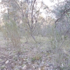 Dodonaea viscosa at Theodore, ACT - 10 Sep 2021 05:30 PM