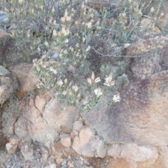 Brachyloma daphnoides (Daphne Heath) at Tuggeranong Hill - 10 Sep 2021 by jamesjonklaas
