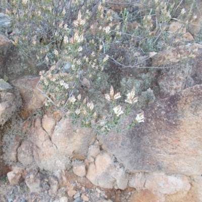 Brachyloma daphnoides (Daphne Heath) at Tuggeranong Hill - 10 Sep 2021 by jamesjonklaas
