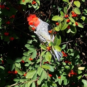 Callocephalon fimbriatum at Parkes, ACT - suppressed