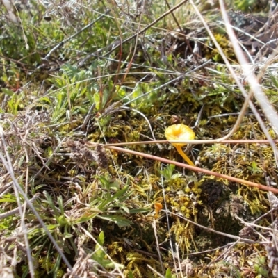 Lichenomphalia chromacea (Yellow Navel) at Tuggeranong Hill - 31 Aug 2021 by jamesjonklaas