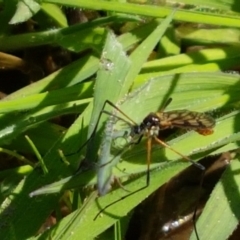 Gynoplistia sp. (genus) (Crane fly) at Holt, ACT - 14 Sep 2021 by tpreston