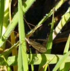 Tipulidae or Limoniidae (family) (Unidentified Crane Fly) at Holt, ACT - 14 Sep 2021 by trevorpreston