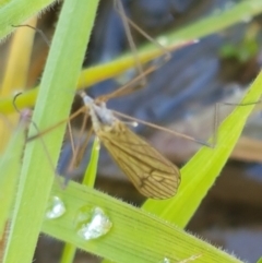 Tipulidae or Limoniidae (family) at Holt, ACT - 14 Sep 2021 11:07 AM