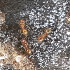 Pheidole sp. (genus) (Seed-harvesting ant) at Holt, ACT - 14 Sep 2021 by tpreston