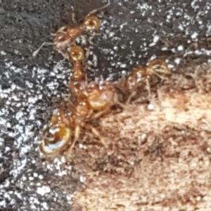 Pheidole sp. (genus) at Holt, ACT - 14 Sep 2021