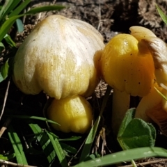 Bolbitius titubans (Yellow Fieldcap Mushroom) at Holt, ACT - 14 Sep 2021 by trevorpreston