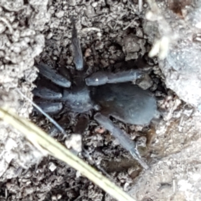 Unidentified Other hunting spider at Strathnairn, ACT - 14 Sep 2021 by trevorpreston
